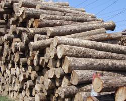吉林省敦化市绿色森林木材加工厂