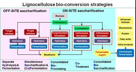 木质纤维素生物质如何实现转化应用?我科学家提出木质纤维素“整合生物糖化”新策略